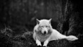 /album/hayvanlar-alemi/www-wallpapersharing-com-white-wolf-wolves-hd-wallpaper-jpg/